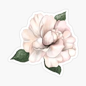 Geranie Blüte mit Aquarelloptik